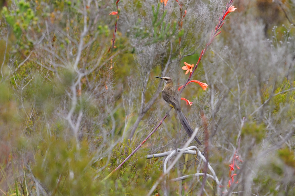 05 - Garden Route NP (4).jpg